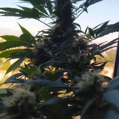 White window growlog timeline photo