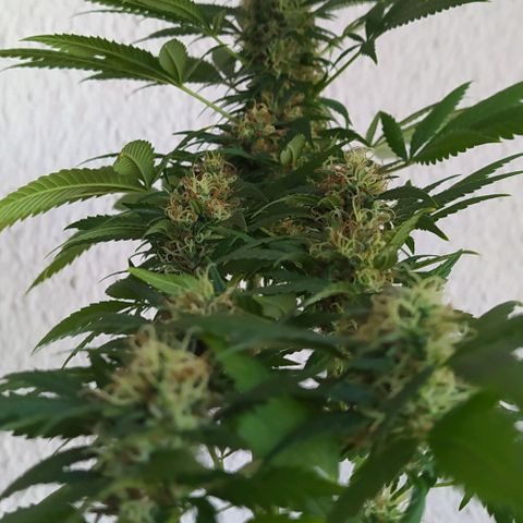 White window growlog timeline photo
