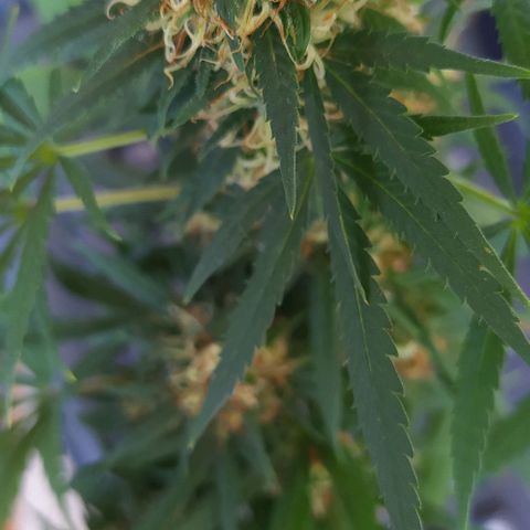 White window growlog timeline photo