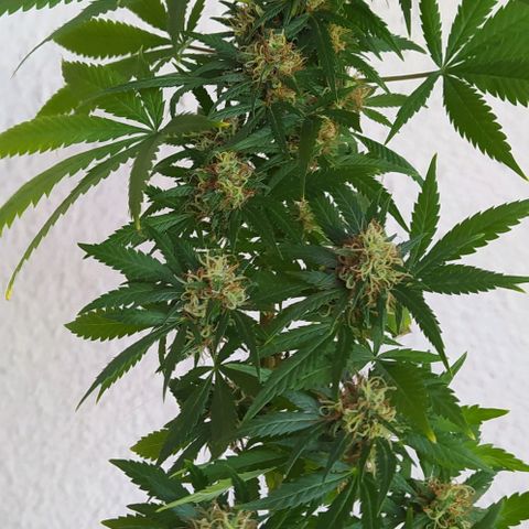 White window growlog timeline photo