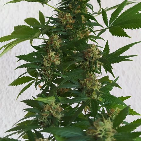 White window growlog timeline photo