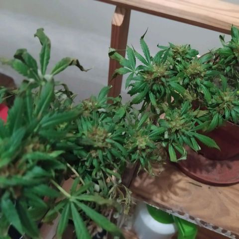 White window growlog timeline photo