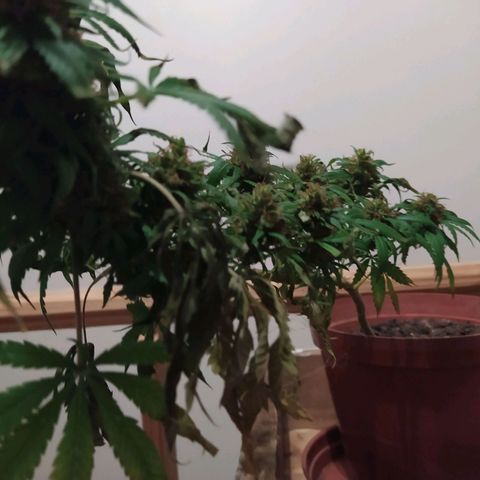 White window growlog timeline photo