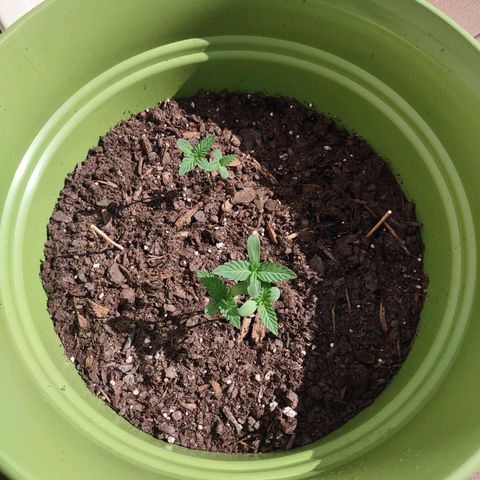 Foto 2 del growlog de Mama and Papa Bear