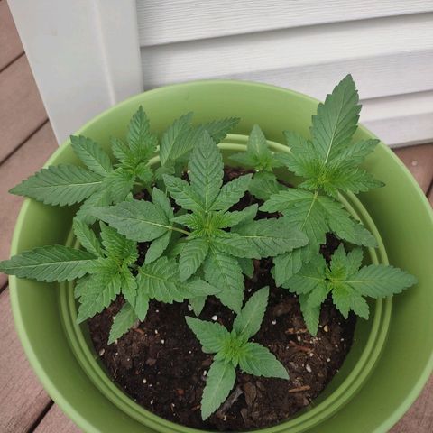 Foto 1 del growlog de Mama and Papa Bear