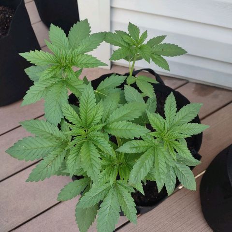 Mama and Papa Bear growlog photo: First day separated 🤞🏿