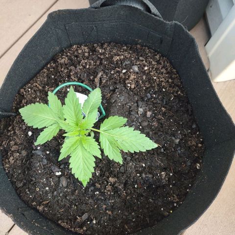 Foto 1 del growlog de Baby Bear 