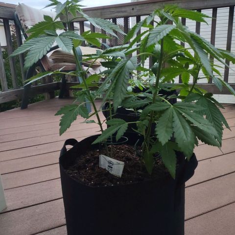 Mama and Papa Bear growlog timeline photo
