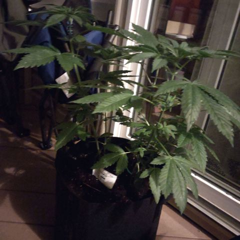 Mama and Papa Bear growlog timeline photo