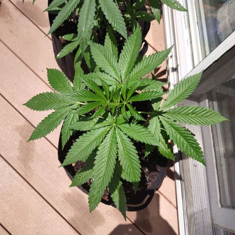 Baby Bear  growlog photo: Survived my vacation 