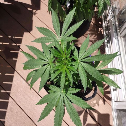 Lil Bear growlog photo: Survived my vacation 
