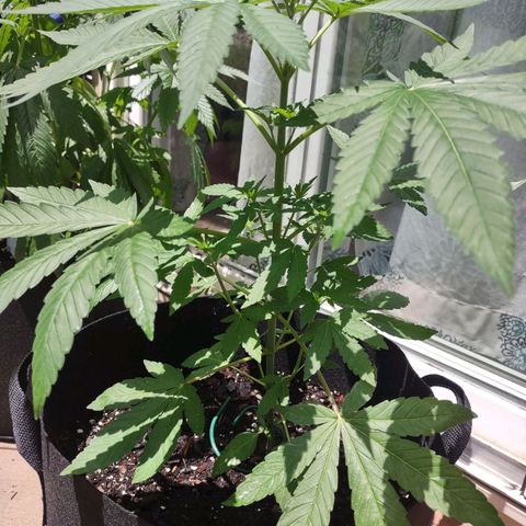 Lil Bear growlog photo: Survived my vacation 