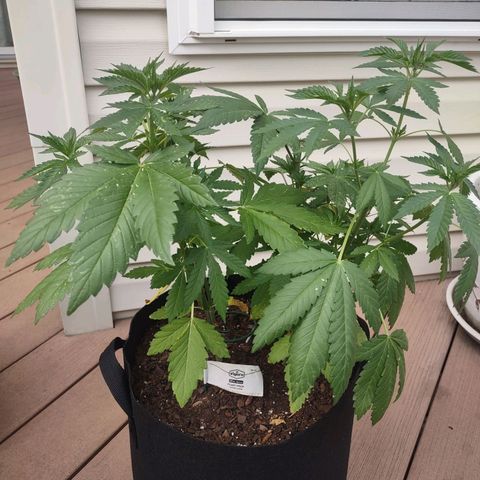 Mama and Papa Bear growlog timeline photo