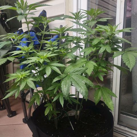 Mama and Papa Bear growlog timeline photo
