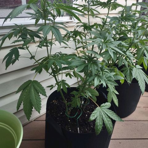 Mama and Papa Bear growlog photo: Sooo I cut out the smallest plant, felt like it was slowing down the others and it was nowhere near the size of the others