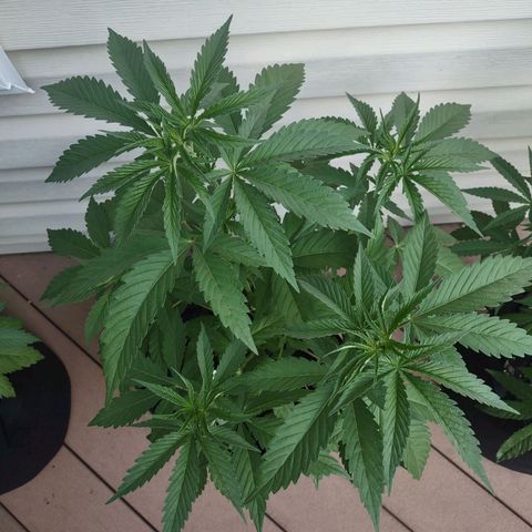 Baby Bear  growlog photo: Might be the strongest of the bunch!