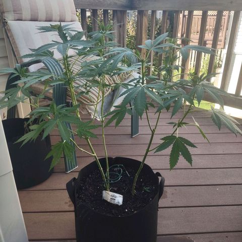 Mama and Papa Bear growlog timeline photo