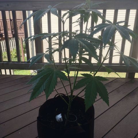 Baby Bear  growlog timeline photo