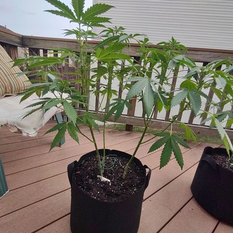 Mama and Papa Bear growlog timeline photo
