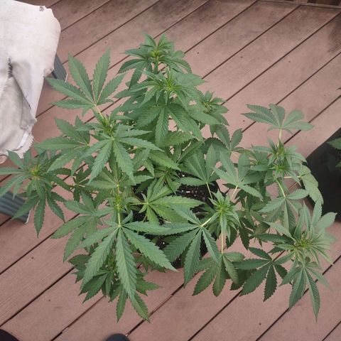 Mama and Papa Bear growlog timeline photo