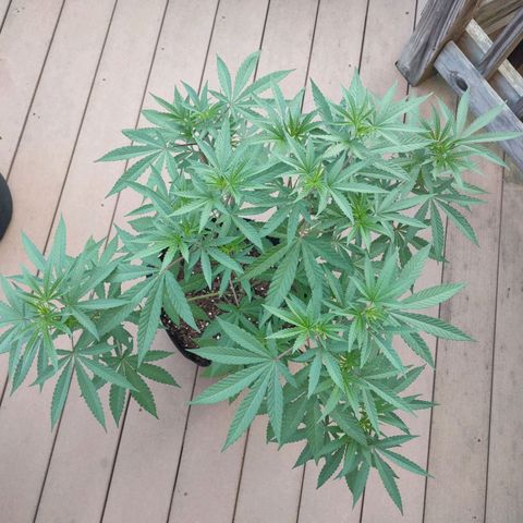 Lil Bear growlog timeline photo
