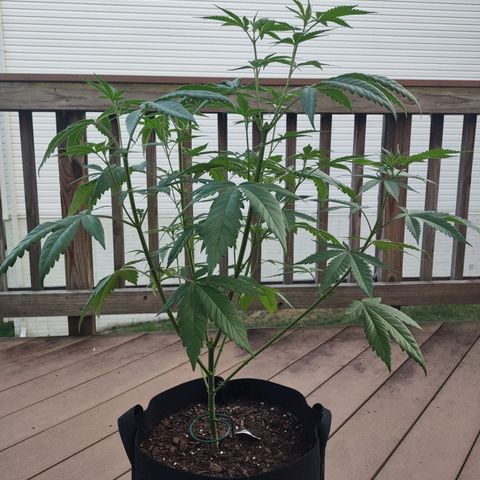 Baby Bear  growlog timeline photo