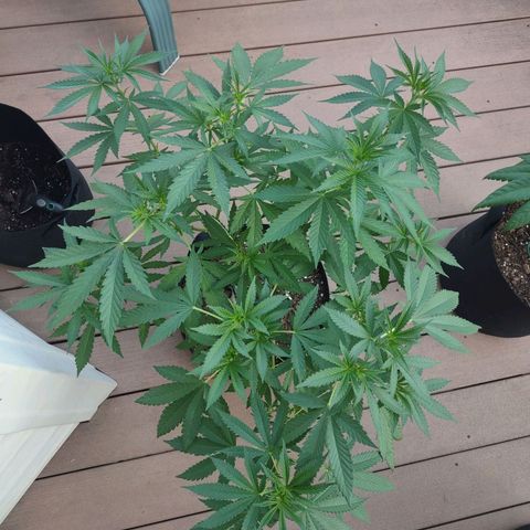 Mama and Papa Bear growlog timeline photo