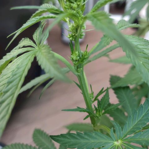 Mama and Papa Bear growlog photo: Chopped down