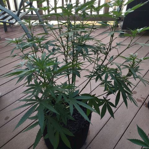 Lil Bear growlog timeline photo