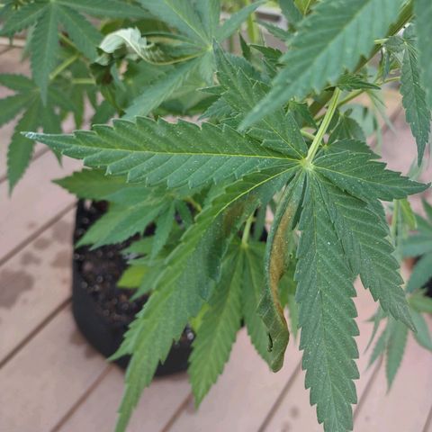 Mama and Papa Bear growlog photo: This showed up yesterday I guess