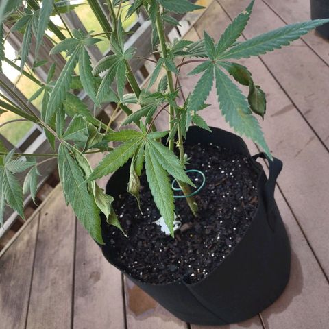 Baby Bear  growlog photo: Couple on here