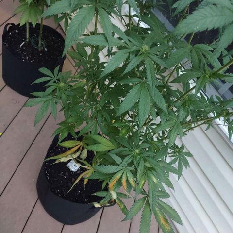 Baby Bear  growlog timeline photo