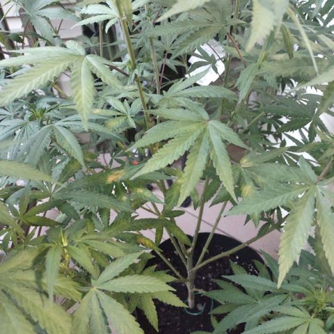 Lil Bear growlog timeline photo