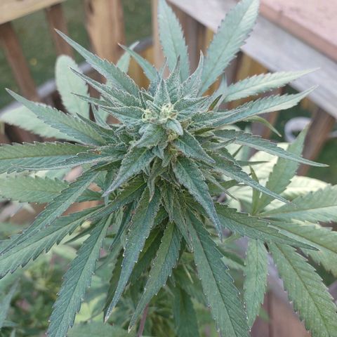 Baby Bear  growlog timeline photo