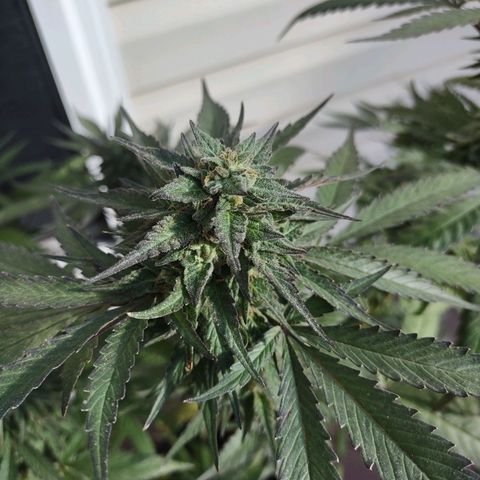 Baby Bear  growlog photo: Harvest day tomorrow morning!