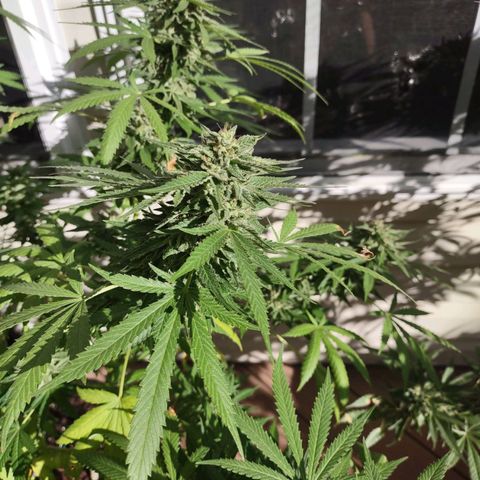 Mama and Papa Bear growlog photo: Harvest day tomorrow morning!!