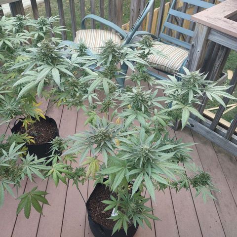 Baby Bear  growlog timeline photo