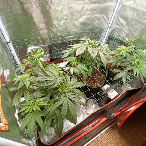 Sweet Dreams growlog timeline photo