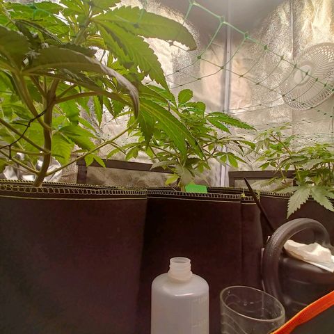 Sweet Dreams growlog timeline photo
