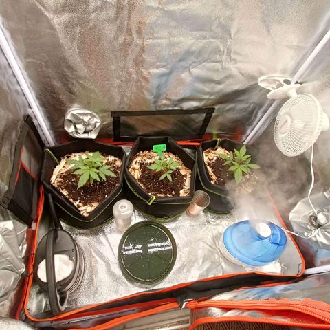 Sweet Dreams growlog timeline photo
