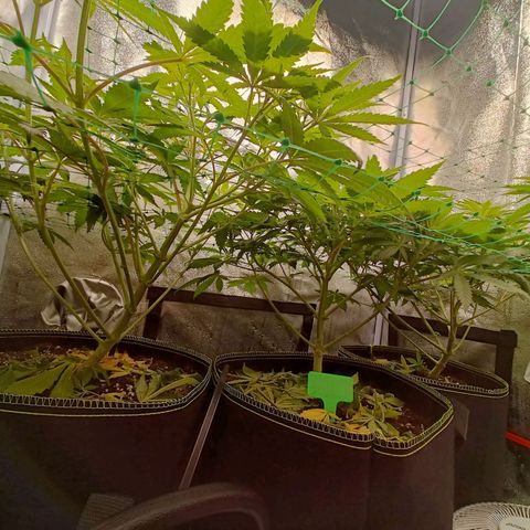 Sweet Dreams growlog photo: J-3 avant début de flo