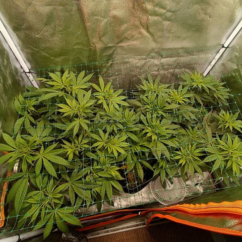 Sweet Dreams growlog photo: J-3 avant début de flo