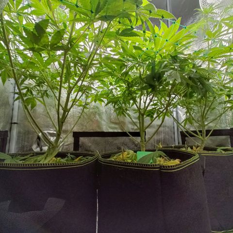 Sweet Dreams growlog photo: Flo