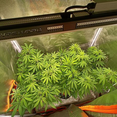 Sweet Dreams growlog photo: Flo