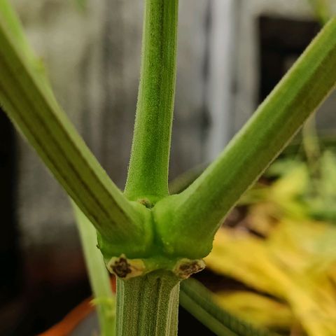 Sweet Dreams growlog photo: Flo