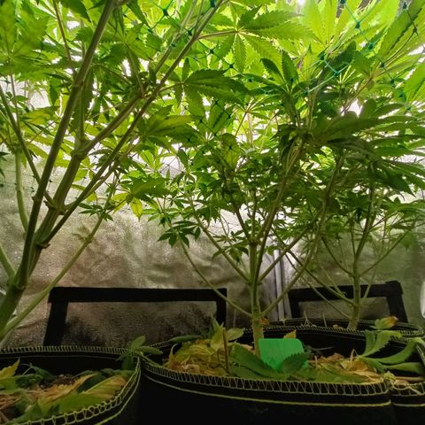Sweet Dreams growlog photo: Aucun carence tout se passe bien 