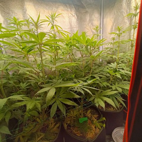 Sweet Dreams growlog photo: Aucun carence tout se passe bien 