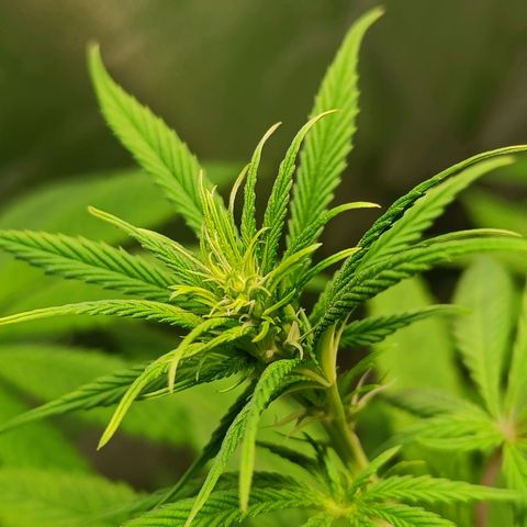 Sweet Dreams growlog photo: Aucun carence tout se passe bien 