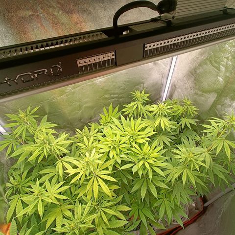 Sweet Dreams growlog photo: Aucun carence tout se passe bien 
