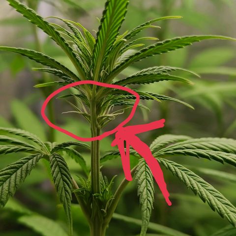 Sweet Dreams growlog photo: Aucun carence tout se passe bien 